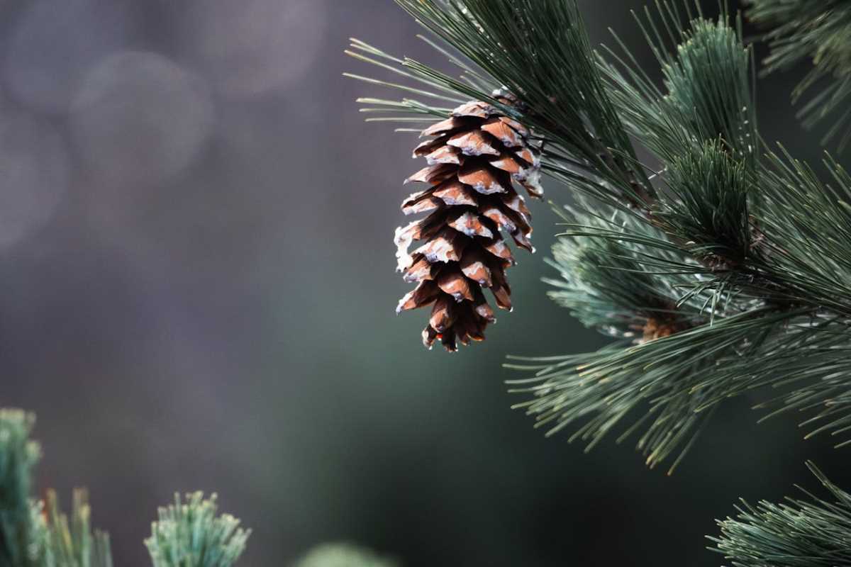 Nordic Diet Recipes for Healthy Eating